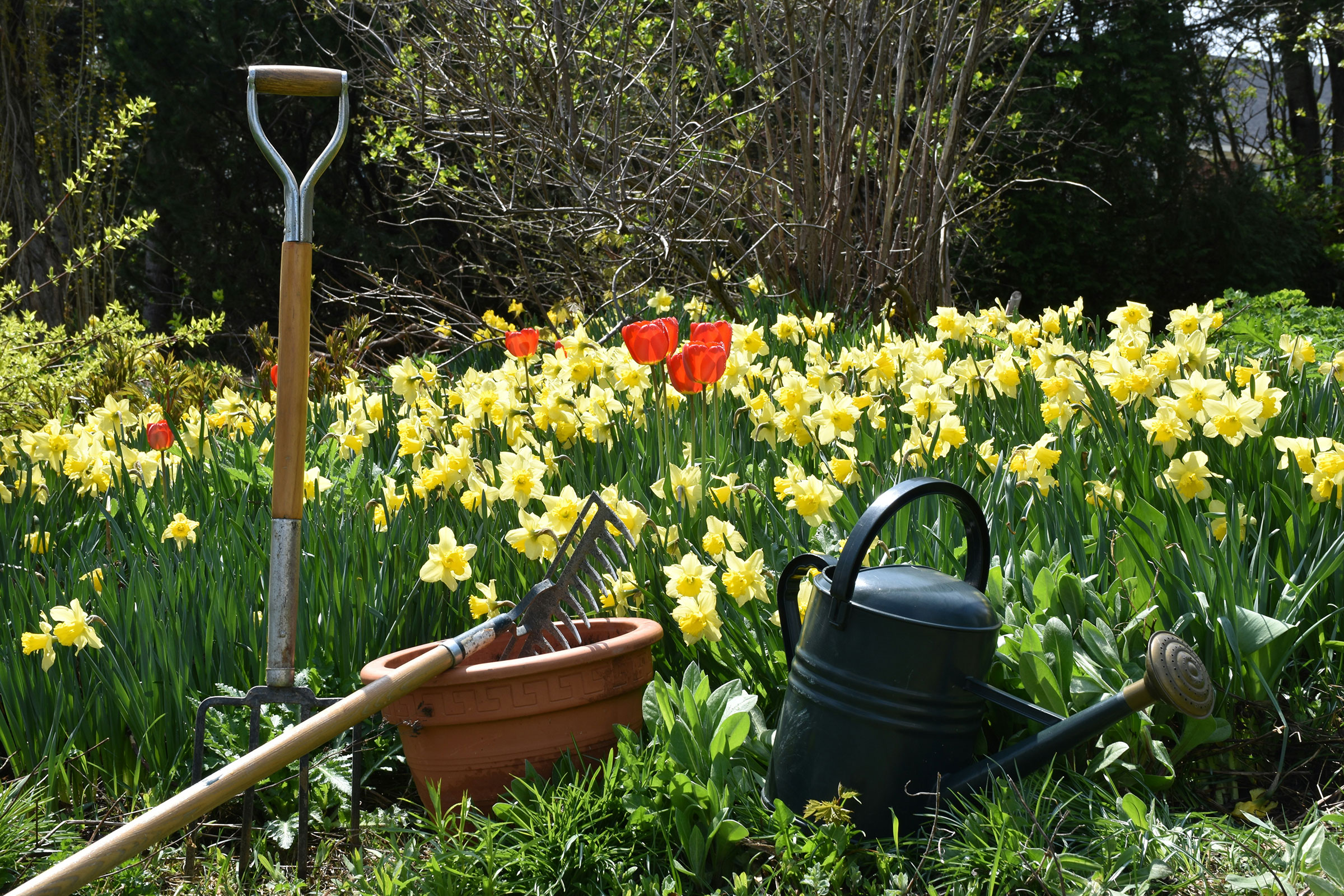 Spring flowers and garden planting