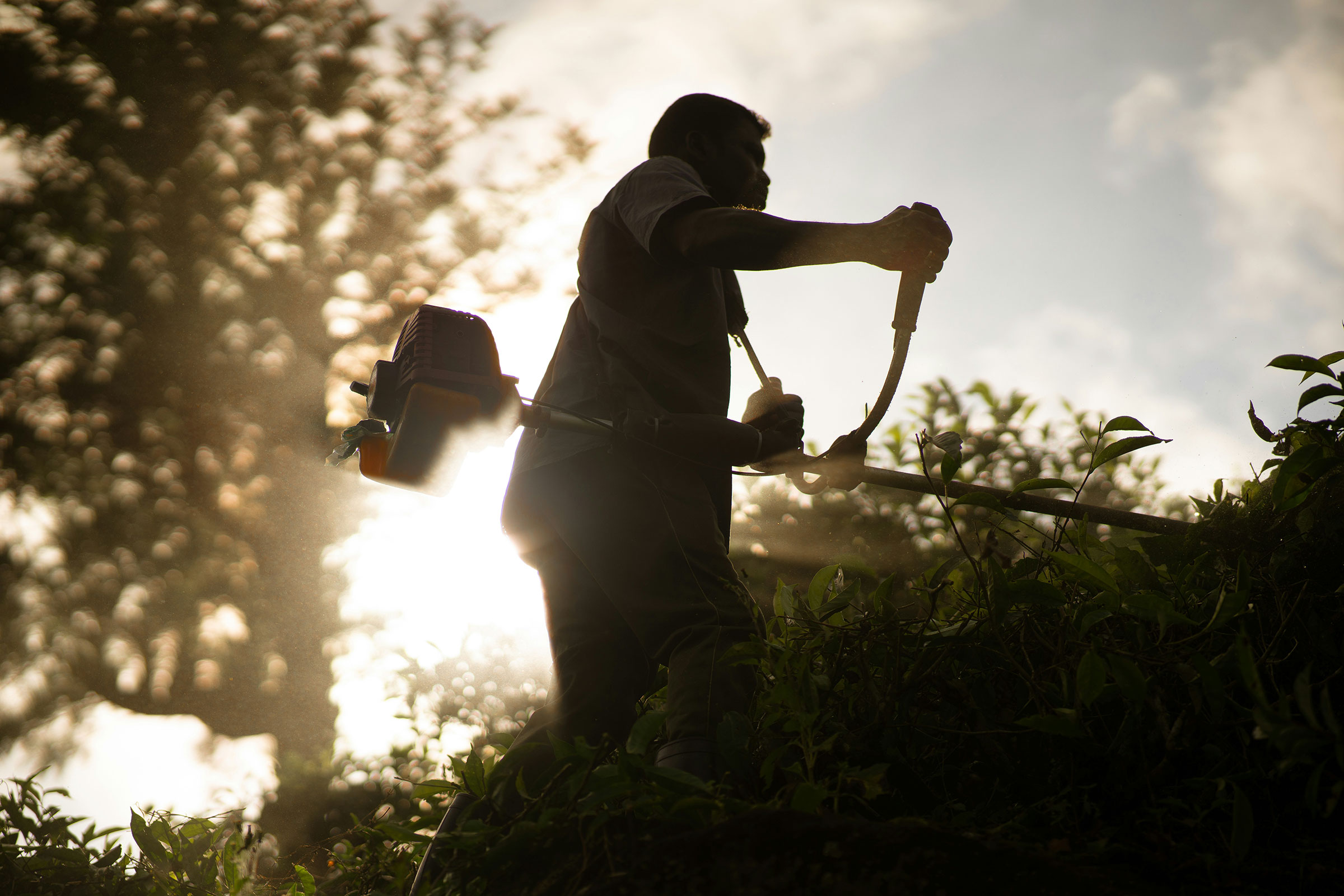 Cutting tall hedge with hedge trimmer