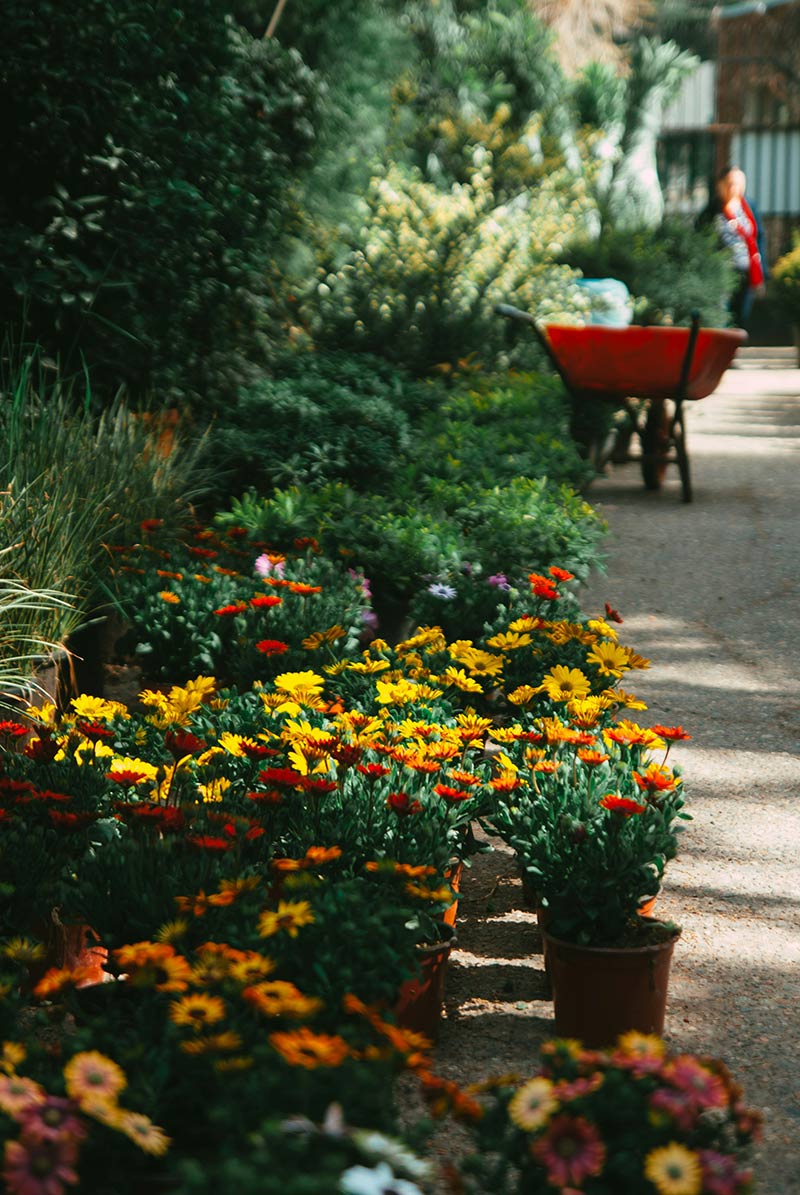 Colourful garden flowers in bloom