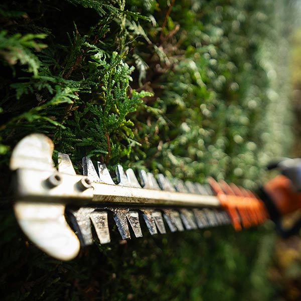 Hedge trimming