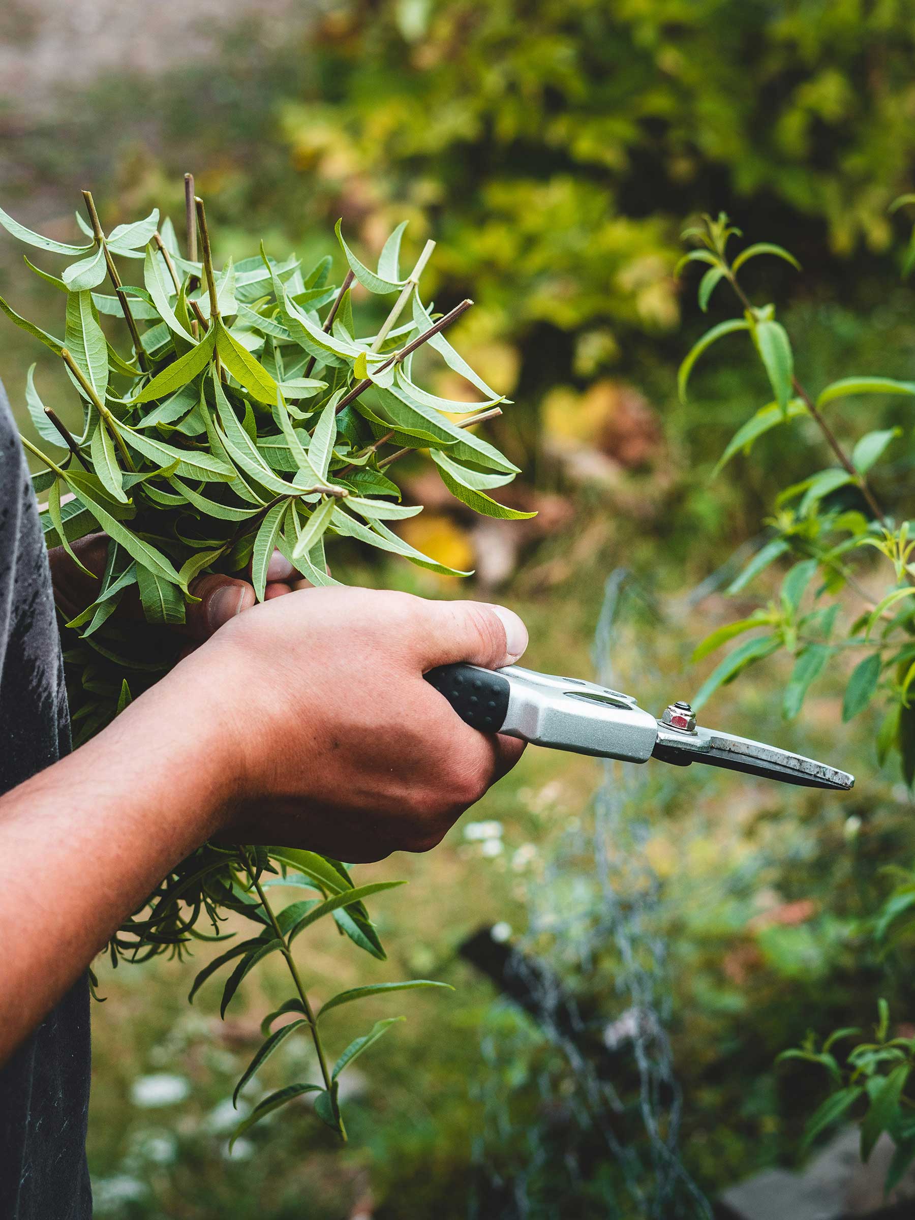 Pruning shrubs and garden plants